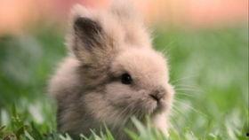 兔子吃瓜娱乐,揭秘动物界的趣味生活